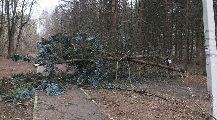 В дендропарке ВНИИЛМ в Пушкино упало дерево.